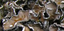 Pseudocyphellaria lacerata